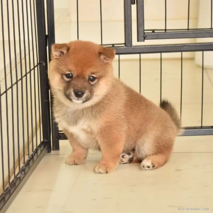 ウメ 様のお迎えした子犬