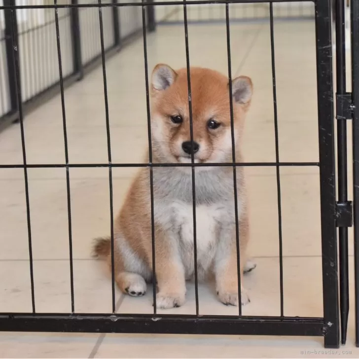 ID:2503-04601の子犬