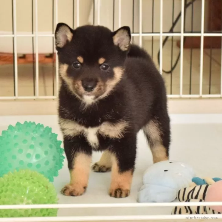 柴犬(標準サイズ)【千葉県・男の子・2025年9月24日・黒】の写真1「まんまるお目々が可愛い子♪」