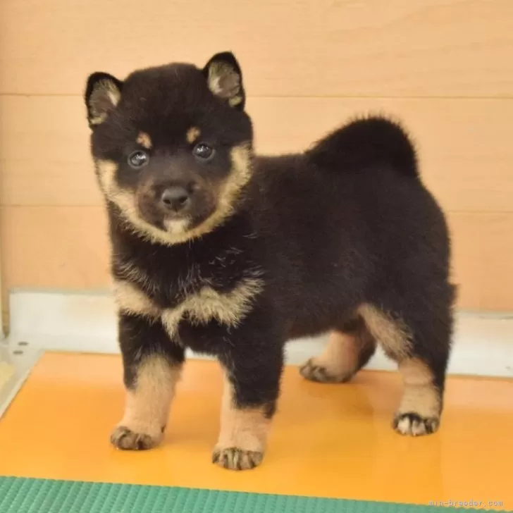 柴犬(標準サイズ)【千葉県・女の子・2025年9月24日・黒】の写真1「つぶらな瞳が可愛い子♪」