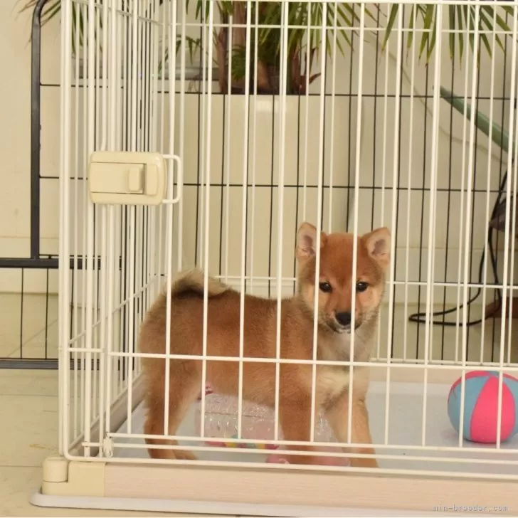 ID:2503-03504の子犬