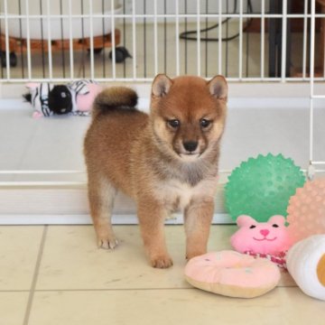 柴犬(豆柴)【千葉県・女の子・2025年1月28日・赤】の写真「まんまるお目々の可愛い女の子です」