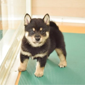 柴犬(標準サイズ)【千葉県・男の子・2025年8月11日・黒】の写真「つぶらな瞳のイケメン君」
