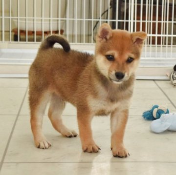 柴犬(標準サイズ)【千葉県・男の子・2025年8月22日・赤】の写真「つぶらな瞳がキュートなイケメン君」
