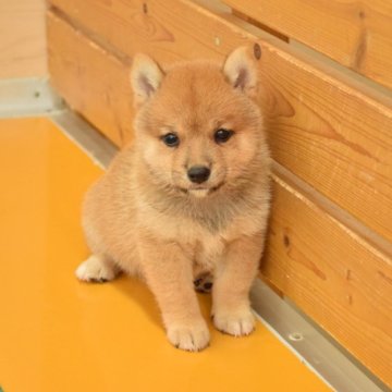 柴犬(標準サイズ)【千葉県・男の子・2025年8月11日・赤】の写真「まんまるお目々のハンサムボーイ」