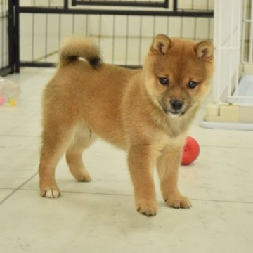 柴犬(豆柴)【千葉県・男の子・2025年9月12日・赤】の写真「つぶらな瞳が可愛いイケメンくん」