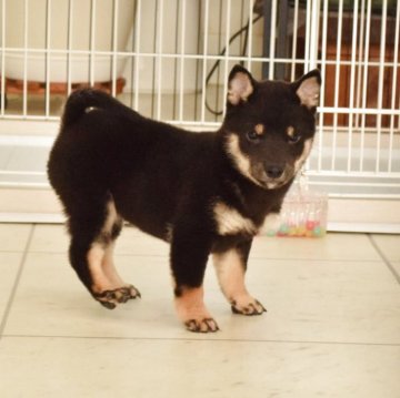 柴犬(豆柴)【千葉県・男の子・2025年8月22日・黒】の写真「つぶらな瞳のイケメン君」