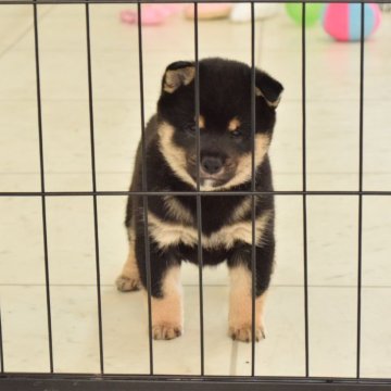 柴犬(豆柴)【千葉県・男の子・2025年2月1日・黒】の写真「整った顔立ちのハンサムボーイです」