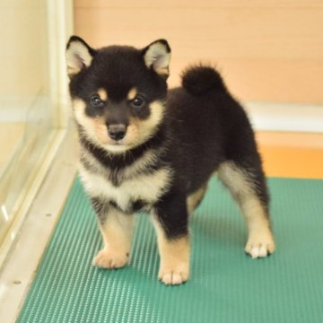 柴犬(豆柴)【千葉県・男の子・2025年8月19日・黒】の写真「つぶらな瞳がキュートなイケメンくん」