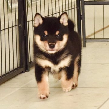 柴犬(豆柴)【千葉県・男の子・2025年8月22日・黒】の写真「まんまるお目々がキュートなハンサムボーイ」