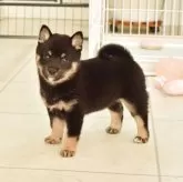 柴犬(標準サイズ)