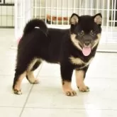豆柴