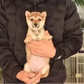 柴犬(標準サイズ)