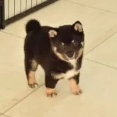 柴犬(標準サイズ)