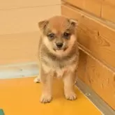 柴犬(標準サイズ)
