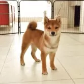 豆柴
