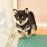 豆柴