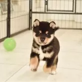 豆柴