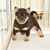 豆柴