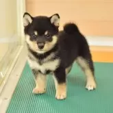 豆柴