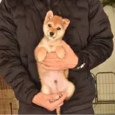 柴犬(標準サイズ)