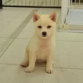 柴犬(標準サイズ)