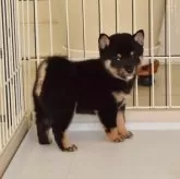 柴犬(標準サイズ)【千葉県・男の子・2025年9月24日・黒】の写真2「コントラストが綺麗な毛色の子♪」