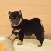 柴犬(標準サイズ)【千葉県・女の子・2025年9月24日・黒】の写真2「コントラストが綺麗な毛色の子♪」
