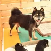 柴犬(標準サイズ)【千葉県・女の子・2025年9月24日・黒】の写真5「お母さん犬です♪」