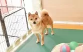 豆柴【千葉県・男の子・2025年4月11日・黒】の写真5「お母さん犬」