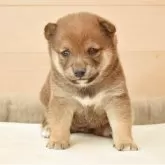 豆柴【千葉県・男の子・2025年11月1日・赤】の写真7「生後30日目の写真です♪」