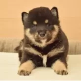 柴犬(標準サイズ)【千葉県・男の子・2025年9月24日・黒】の写真7「生後30日目の写真です♪」