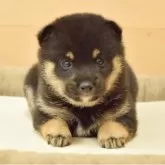 柴犬(標準サイズ)【千葉県・女の子・2025年9月24日・黒】の写真7「生後30日目の写真です♪」