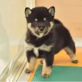 柴犬(標準サイズ)【千葉県・男の子・2025年9月24日・黒】の写真8「生後40日目の写真です♪」