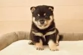 柴犬(標準サイズ)【千葉県・男の子・2025年8月11日・黒】の写真8「生後35日目の写真です♪」