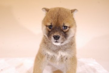 柴犬(標準サイズ)【千葉県・女の子・2019年3月7日・赤】の写真「とても可愛い顔の女の子です♪」