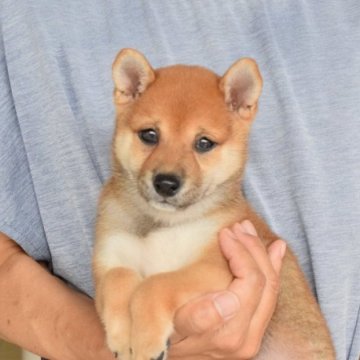 柴犬(豆柴)【千葉県・男の子・2023年6月18日・赤】の写真「とても可愛い豆柴の男の子です！」