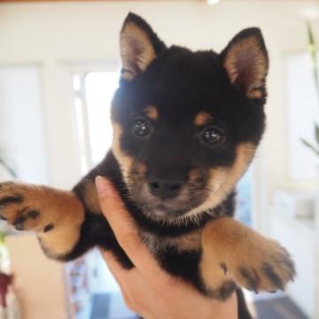 柴犬(豆柴)【千葉県・男の子・2022年7月25日・黒】の写真「とても可愛い黒豆柴の男の子です！」