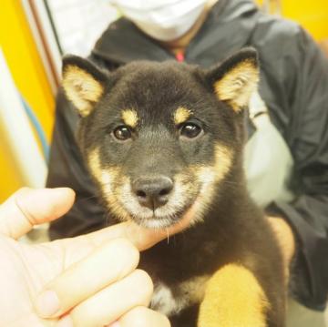 柴犬(豆柴)【千葉県・男の子・2022年7月25日・黒】の写真「とても可愛い黒豆柴の男の子です！」