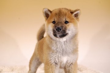 柴犬(標準サイズ)【千葉県・女の子・2018年3月18日・赤】の写真「性格の優しいお母さん犬から生まれた子です!」