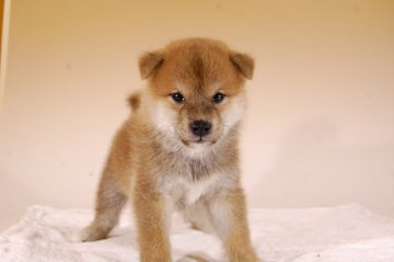 柴犬(標準サイズ)【千葉県・男の子・2019年8月15日・赤】の写真「とても可愛い顔の男の子です♪」