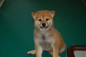 柴犬(標準サイズ)【千葉県・男の子・2019年6月28日・赤】の写真「とても可愛い顔の男の子です♪」