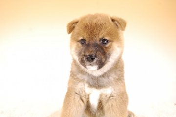 柴犬(標準サイズ)【千葉県・男の子・2018年9月1日・赤】の写真「容姿の整った両親犬から生まれた子です♪」