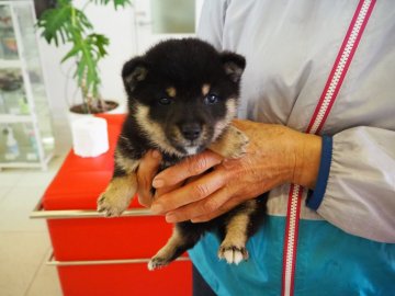 柴犬(豆柴)【千葉県・男の子・2021年9月23日・黒】の写真「非常に小さい黒豆柴の男の子です！」