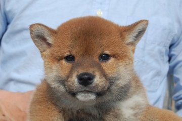 柴犬(標準サイズ)【千葉県・男の子・2018年2月5日・赤】の写真「良血統の柴犬です！」