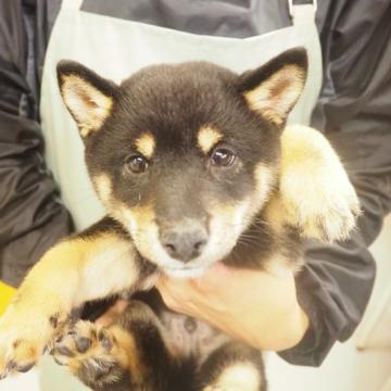 柴犬(豆柴)【千葉県・男の子・2022年8月31日・黒】の写真「とても可愛い黒豆柴の男の子です！」