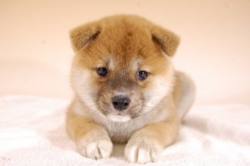 柴犬(標準サイズ)【千葉県・女の子・2019年2月26日・赤】の写真「良い血統から生まれた子です！」