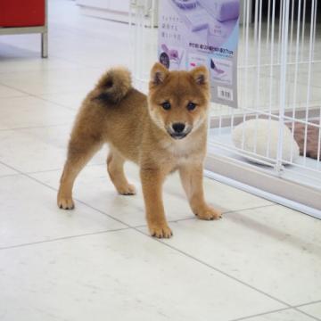 柴犬(豆柴)【千葉県・男の子・2022年7月12日・赤】の写真「とても可愛い赤豆柴の男の子です」