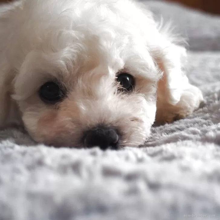 K.M 様のお迎えした子犬