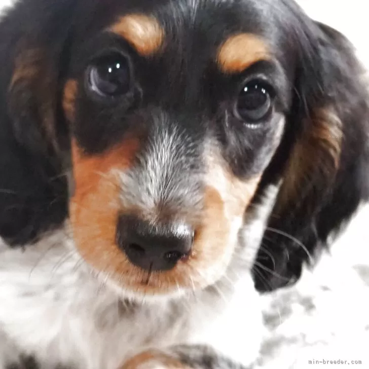 ID:2509-00651の子犬